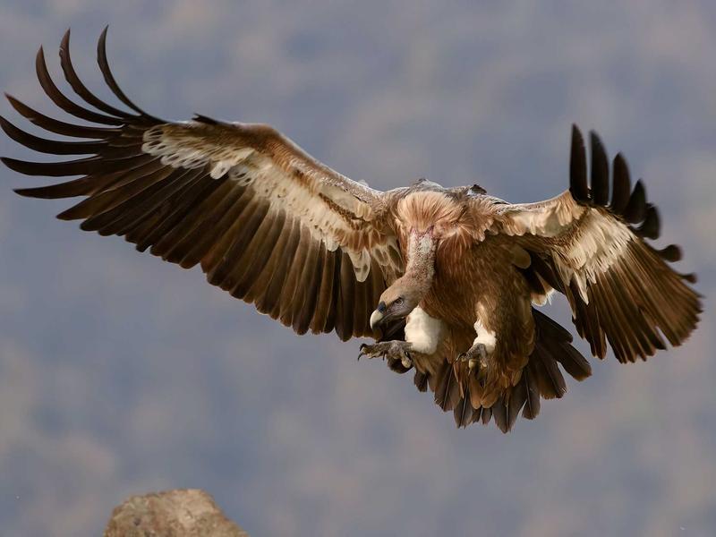 美国末日<br>yxepqio.cn 火萤组织遗志
